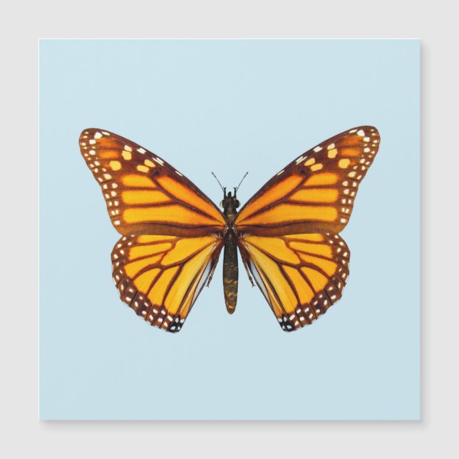 Borboleta Monarca (Frente)