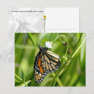 Borboleta Monarca - cartão postal