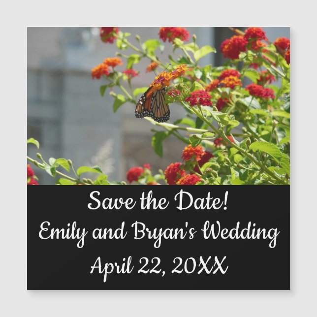 Borboleta Monarca em Borboleta Vermelha Bush (Frente)