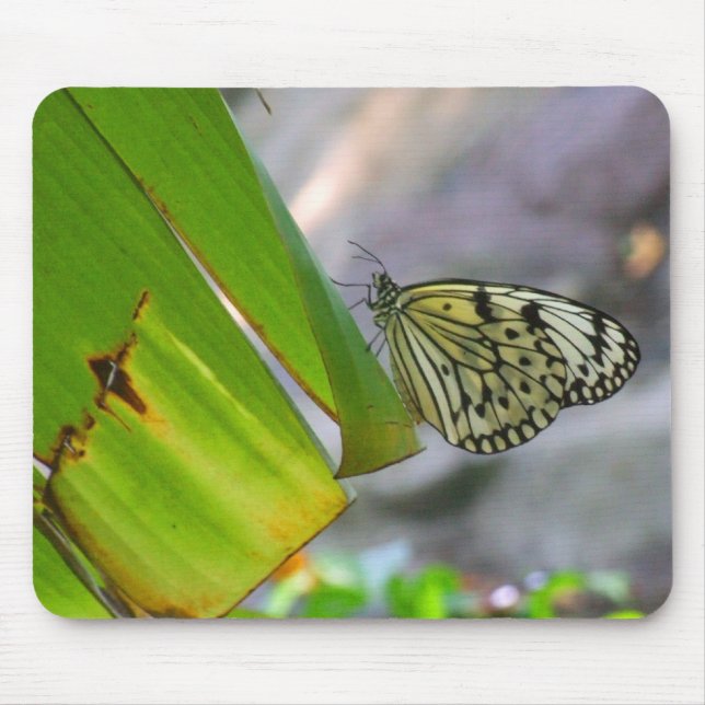 Borboleta Mousepad do papel de arroz da ninfa da (Frente)