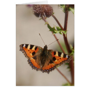 Borboleta no Cartão de Êxito