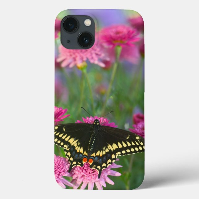 Borboleta preta de Swallowtail na flor cor-de-rosa (Verso)