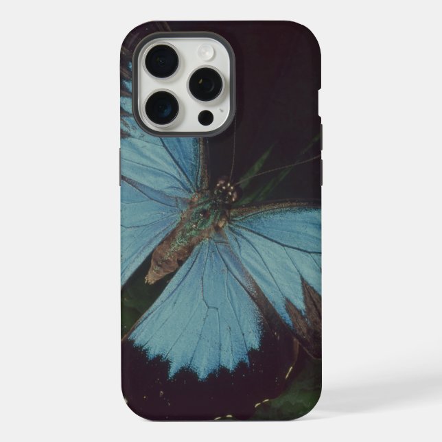 Borboleta preta e azul (Verso)