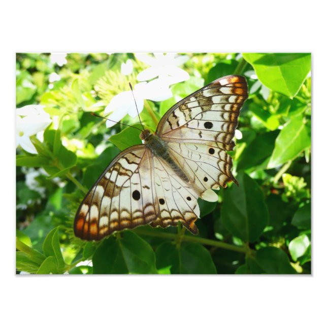 Borboleta sobre Fotografia da Natureza Tropical de (Frente)