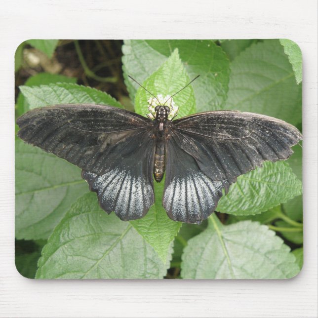 Borboleta Tropical bonito e Flores Mousepad (Frente)