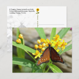 Borboleta Tropical Queen, FL - cartão postal