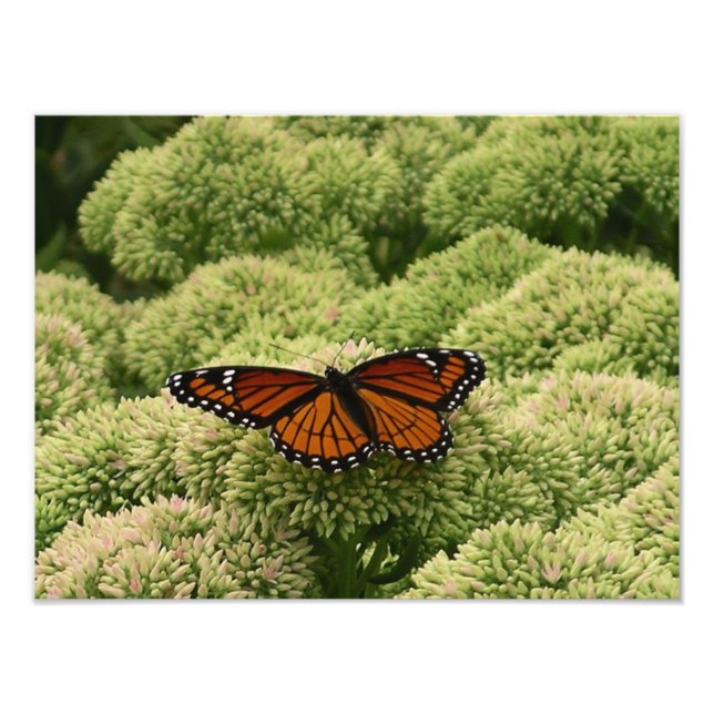 Borboleta Viceroy Fotografia da Natureza Bonita (Frente)