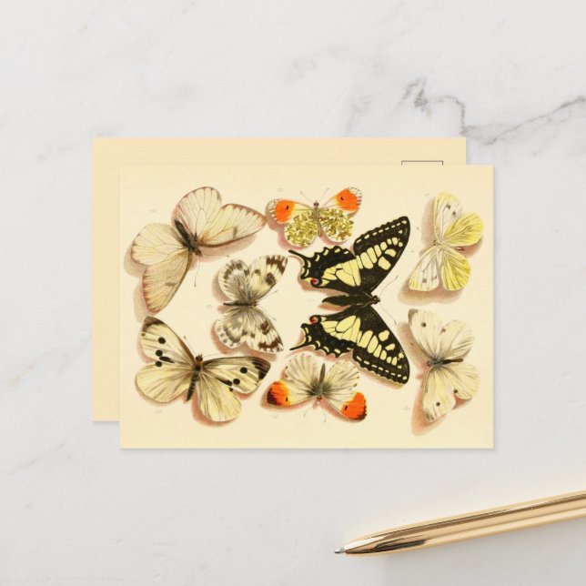 Borboletas 3 Cartão Postal de Desenho Vintage (Frente/Verso In Situ)