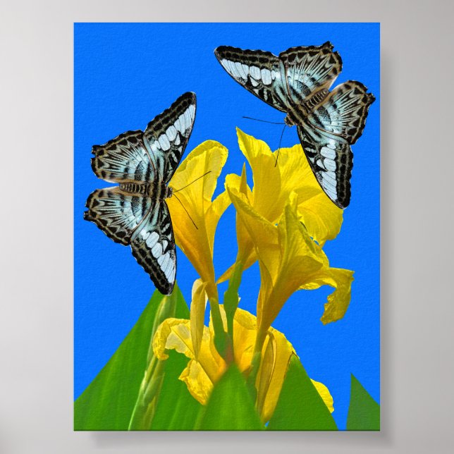 Borboletas azuis da Malásia na Canna Poster (Frente)