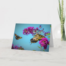 Borboletas, cartão