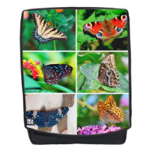 Borboletas Colagem Peacock Blue Tiger Buckeye