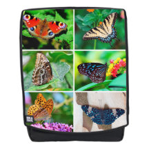 Borboletas Colagem Peacock Blue Tigre