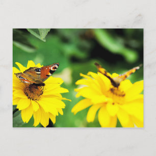 Borboletas de Peacock - Cartão postal