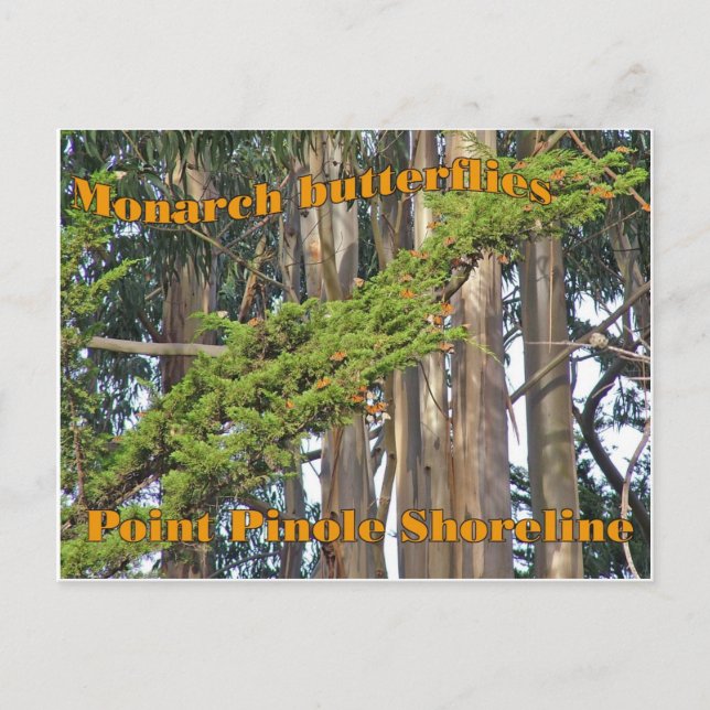 Borboletas monarca em Point Pinole - Cartão postal (Frente)