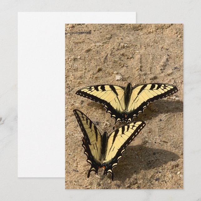 Borboletas no Cartão de Férias Plana de Praia (Frente/Verso)