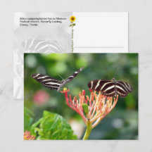 Borboletas Zebra Longwing, FL – cartão postal