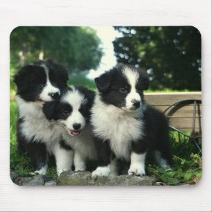 Borda Collie Puppy Dog Mousepad