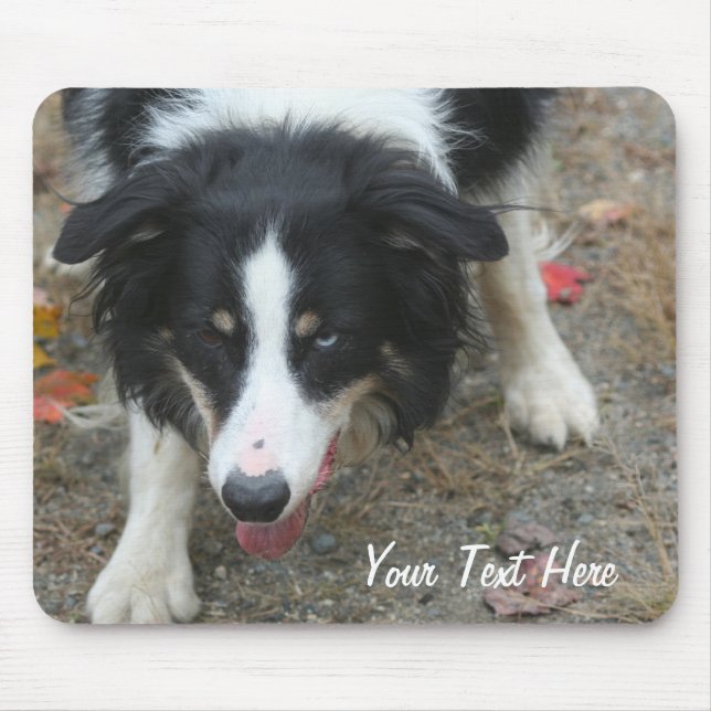 Borda Collie Stare Dog Mousepad (Frente)