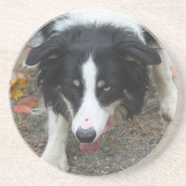 Borda Collie Stare Dog Porta copos (Frente)