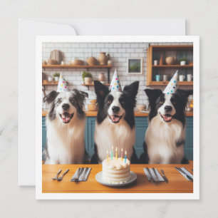 Borda Collies, Cartão de aniversário de Cachorro,