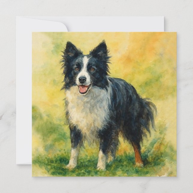 Border Collie (Frente)