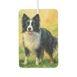 Border Collie
