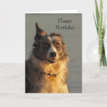 Border Collie Dog Executando Cartão de Aniversário<br><div class="desc">Uma fotografia de um cão de guarda-fronteiras enérgico a correr pela praia um ouvido para cima e um para baixo a parecer ligeiramente assustador</div>