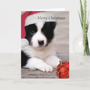Border Collie - Feliz cartão de Natal