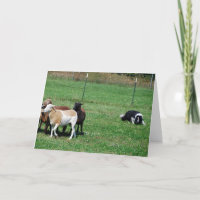 Border collie que reune o cartão de nota dos