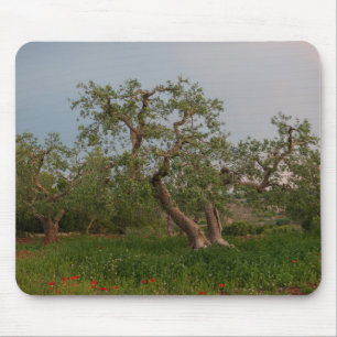 Bosque da oliveira no mousepad do por do sol