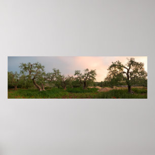 Bosque da oliveira no poster do por do sol