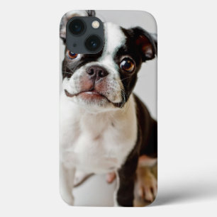Boston Terrier