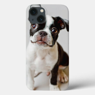 Boston Terrier