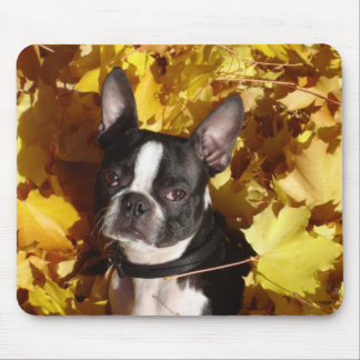 Boston Terrier cercado em a queda sae de Mousepad