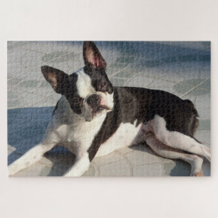 Boston Terrier Dog Jigsera Quebra-cabeça preto e