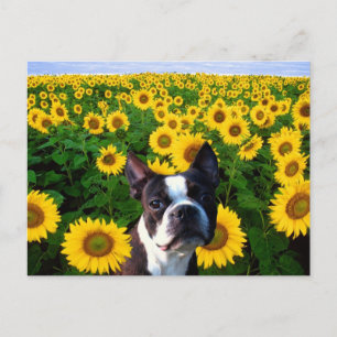 Boston Terrier no cartão postal Sunflower