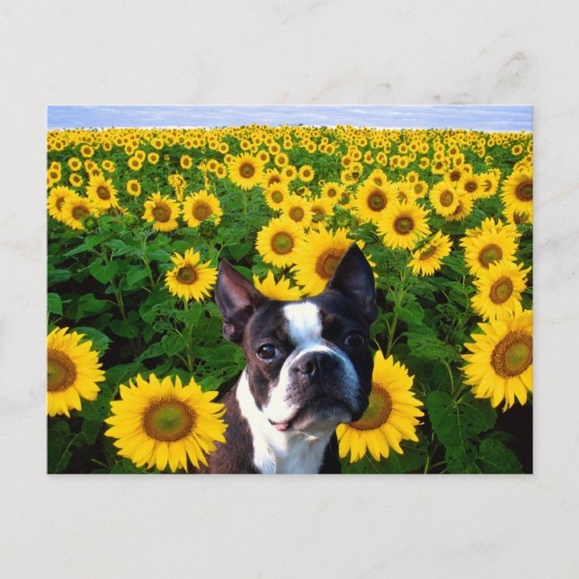Boston Terrier no cartão postal Sunflower (Frente)