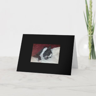 Boston Terrier obtem o cartão bom
