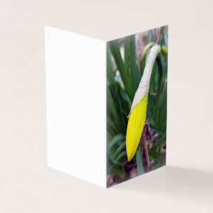 botão crocus amarelo