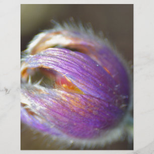 Botão de Flor-de-Páscoa
