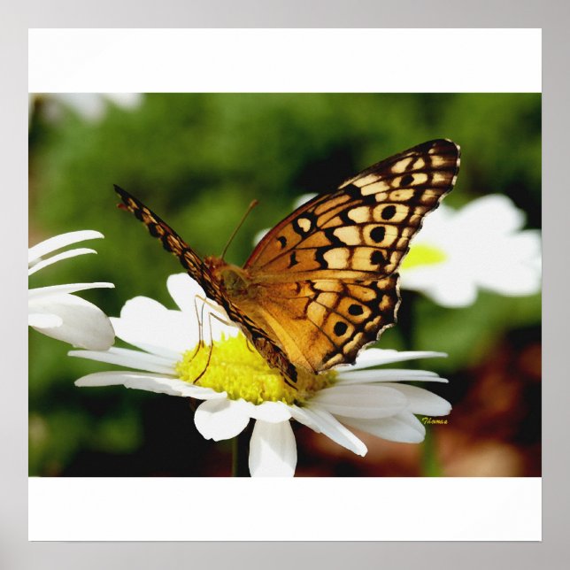 BOTÃO EM UM Poster DAISY (Frente)