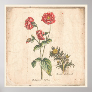 Botões de Solteiros de Impressão Botânica Antiquad