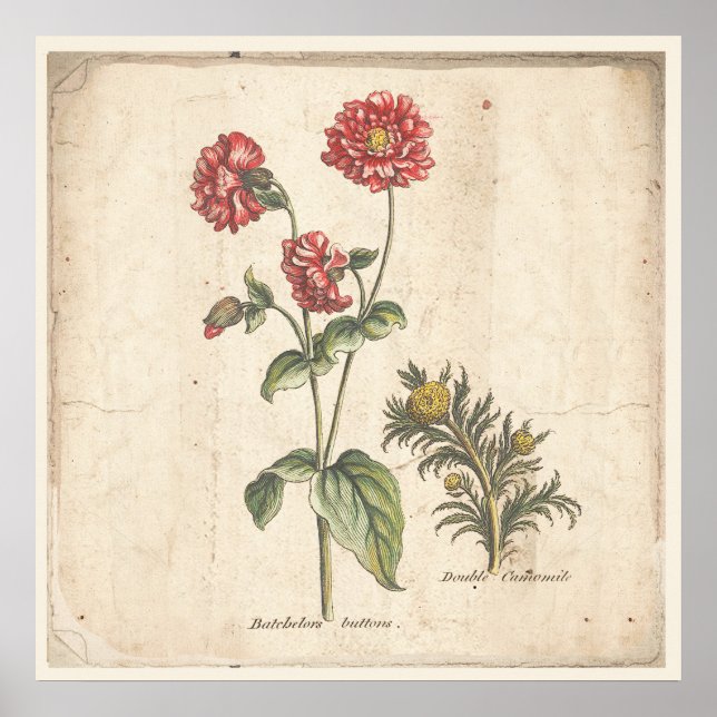 Botões de Solteiros de Impressão Botânica Antiquad (Frente)