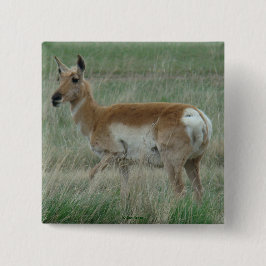 Bóton Quadrado 5.08cm A31 Antilope Pronghorn Fêmea