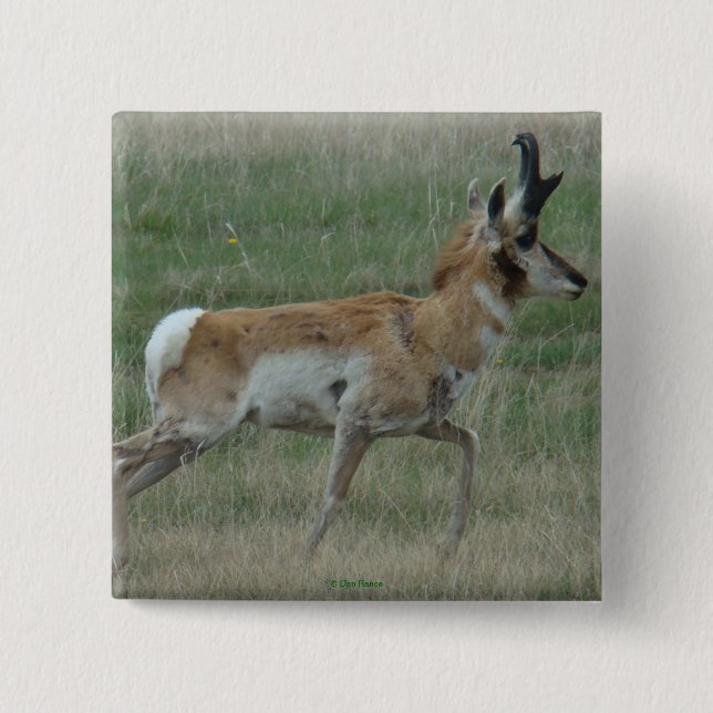 Bóton Quadrado 5.08cm A32 Antílope Pronghorn Macho (Frente)