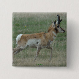 Bóton Quadrado 5.08cm A32 Antílope Pronghorn Macho