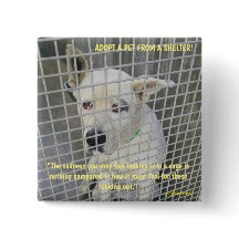 A tristeza que você vê em um cão de abrigo