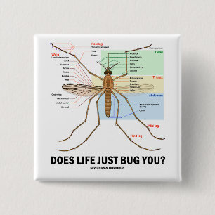Bóton Quadrado 5.08cm A vida apenas desinseta-o? (Anatomia do mosquito)