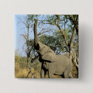 Bóton Quadrado 5.08cm África, Botsuana, Delta do Okavango. Africano 2