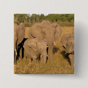Bóton Quadrado 5.08cm África, Quênia, Masai Mara. Elefante-africano